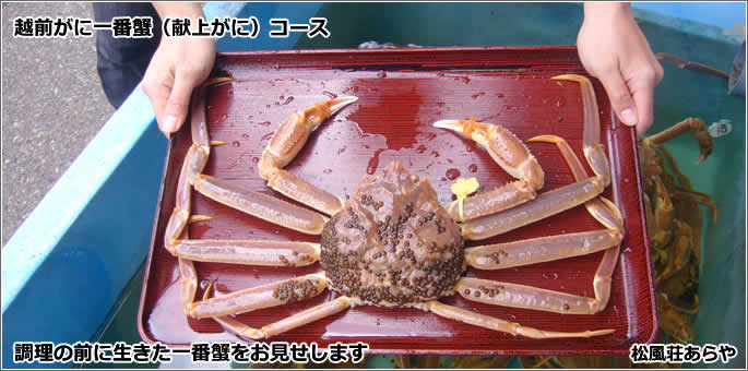 越前がに(越前かに) 食事・昼食・夕食:越前がに一番蟹(献上がに)コース
