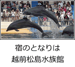 宿のとなりは越前松島水族館
