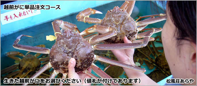 越前がに(越前かに) お食事・昼食・夕食:越前がに単品注文コース