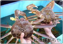 越前がに（越前かに） 食事・昼食・夕食：かにしゃぶ