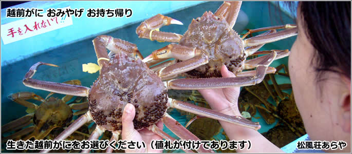 越前がに(越前かに) お食事・昼食・夕食:越前がに おみやげ お持ち帰り