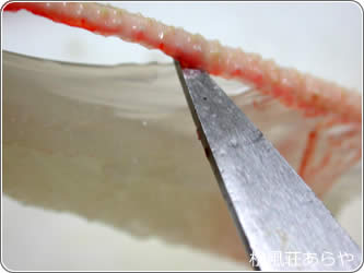 越前がに かに刺し:生きたカニを調理するのできれいに華が咲く
