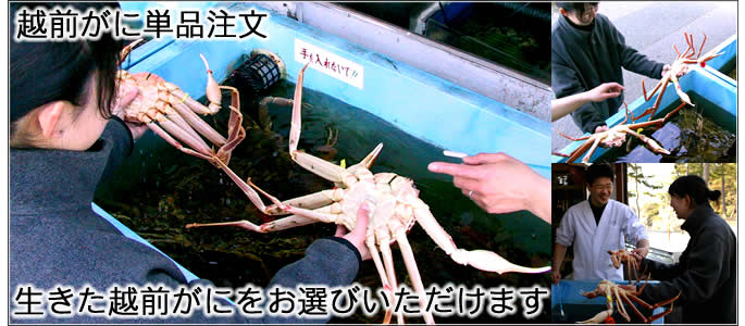 越前がに 昼食 生きた越前がにを選んで注文