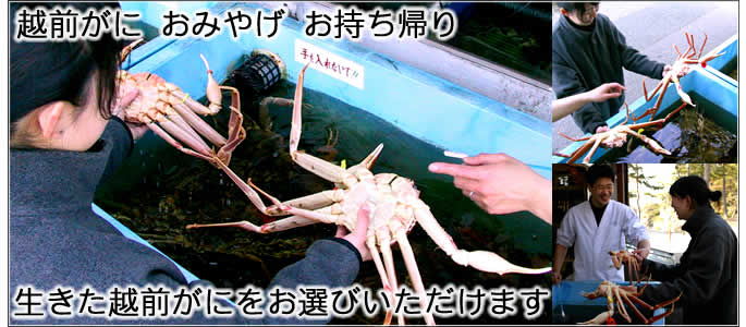 越前がに おみやげ お持ち帰り