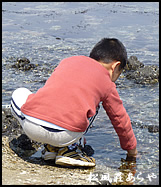 越前がに 越前かに 宿泊 「宿がある越前松島」