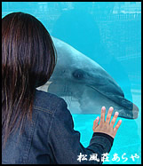 越前がに 越前かに 宿泊 「越前松島水族館」