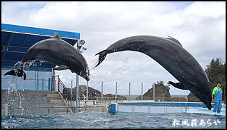 越前がに 越前かに 宿泊 「越前松島水族館」