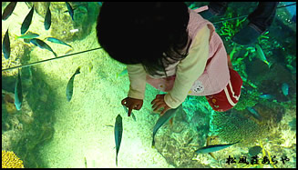 越前がに 越前かに 宿泊 「越前松島水族館」