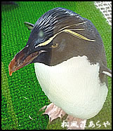 越前がに 越前かに 宿泊 「越前松島水族館」