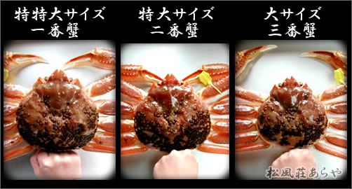 越前がに（越前かに） 食事・昼食・夕食：越前がに大きさ比較