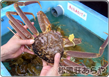 越前がに(越前かに) 宿泊:民宿あらや