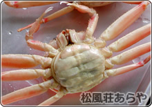 越前がに(越前かに) 宿泊:セイコのゆでがに