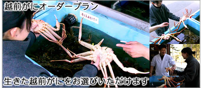 越前がに 宿泊 越前がにオーダープラン