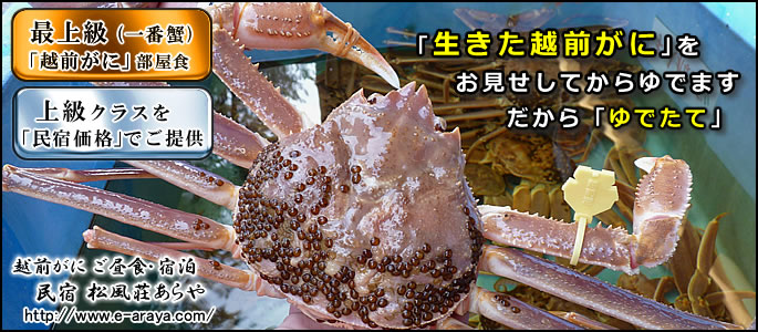 「生きた越前がに」をお見せします 越前がに 越前かに 昼食 宿泊 三国温泉 民宿あらや