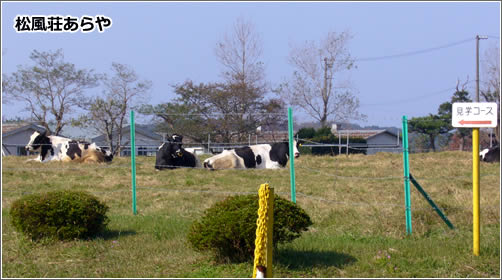 飼育されている牛1