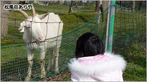 もう一か所ヤギのいる場所が
