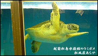 越前がに 越前かに 宿泊 「越前松島水族館」